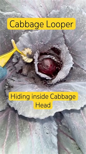 🐛😂 WHAT A WAY TO START MY DAY! FOUND THE CABBAGE LOOPER EATING MY CABBAGE 🥬