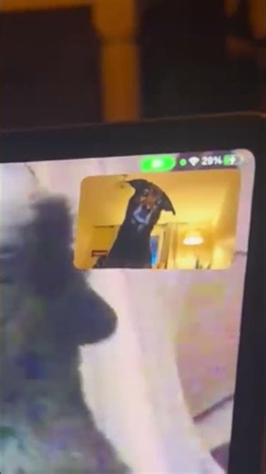 Look what happened when we put out dogs on FaceTime 🤣⁠😲⁠ (🎥: TT/ rolloandsadie via Collab)