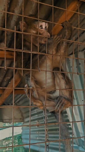 𝗦𝗮𝗻𝘁𝗮 𝗙𝗲 𝗙𝗼𝗿𝗲𝘀𝘁 𝗣𝗮𝗿𝗸🌱🍃🌸🐊🐒 #santafeyourgatewaytoagreatgetaway | Tourism Santa Fe Nueva Vizcaya