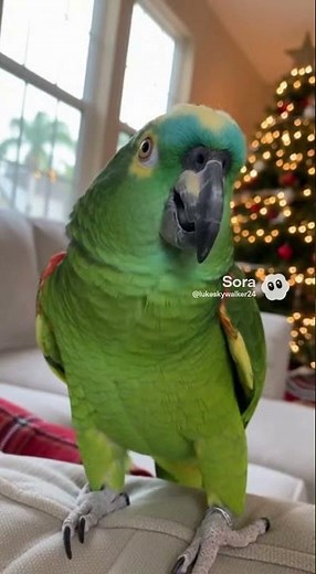 Talking Green Amazon Parrot Farts Hysterically And Laughs At The Same Time At Home In Florida #sora2