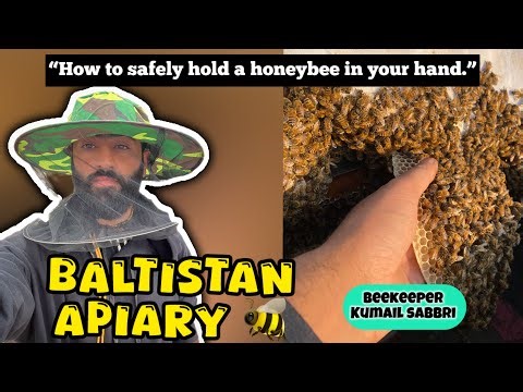 How to pick up a honeybee without getting stung||Shahad ki makhi utrny ka asn tarka #baltistanapiary