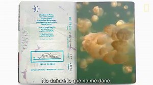 Palaos, una nación de pequeñas islas en el Pacifico, ha tomado medidas importantes para luchar por la sostenibilidad. | National Geographic