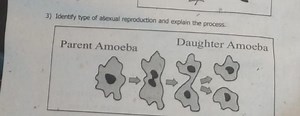 3) Identify type of asexual reproduction and explain the proces... | Filo