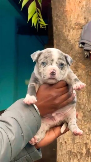 📞 8810623046 American Bully strong build healthy pups available Booking open Trained vaccinated care