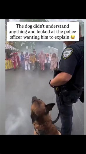 Pawbuddiz on Instagram: "You ever have that moment where everyone around you seems to know what’s going on… except you? 😂 Well, that was definitely this police dog today. While the streets were filled with witches, superheroes, skeletons, and about twenty different versions of Spider-Man 🕸️— this sweet K9 officer just stood there, ears perked, head tilted, looking up at his human partner like: “Sir… why is that ghost made of balloons? And why is Batman riding a pumpkin?” 🎈🎃 The police office