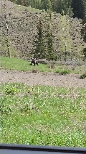 Grizzly Bear Charges at Car || ViralHog