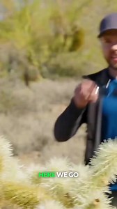 The Cholla: A desert hiker’s worst enemy. #plants #cactus #desert #bravewilderness | Brave Wilderness