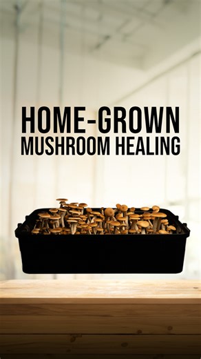 Our beginner-friendly Boomr Bin monotub kit makes mushroom growing easy. Created by mycologists, this complete starter kit is equipped with everything you need to grow mushrooms at home. (All that's required is a spore syringe or liquid culture!) | North Spore