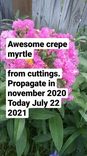 crepe myrtle from cuttings to bloom