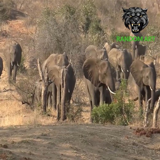 The emotional elephant turns into a monster, a conflict that turns things upside down. | Random Art