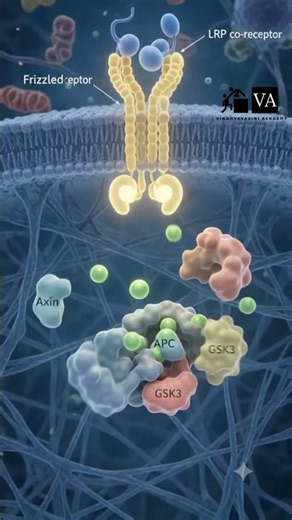 Wnt Signaling #viralvideos #views #science #biology