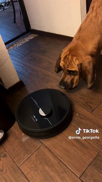 Ernie does not approve of our Dustin robot vacuum, he has even tried to bite it 🤣🤣 @bObsweep #roadto100k #erniegeorgette #georgettethedogcow #bloodhoundpuppy #bloodhoundtiktok #bloodhounds #bloodhoundlife #dog #dogsoftiktok #dogs #doglover #bloodhoundlove #fy #fyp #dogtraining #slobber #dustin #bobsweep