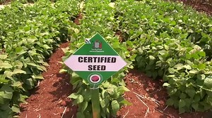 SCCI urge farmers to buy certified seed The Seed Control and Certification Institute – SCCI – has urged farmers to buy certified seed to improve yields and guard against counterfeit products. Speaking at the recently concluded Seed Fair in Chisamba, SCCI Senior Seed Officer CHALI MALAUNI says certified seed undergoes testing to ensure quality, climate resilience, and consistency. Meanwhile, Greenfield Commodities Commercial Manager KANGWA LUFUNGULO has said the company works with farmers through
