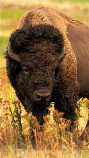 Explore Nature Now EDUCATIONAL Nature Documentary Forest Wonders Mountain #explorenaturenow