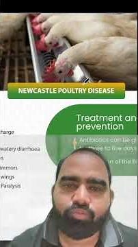 NEWCASTLE DISEASE in Chickens (laying Hens), poultry diseases symptoms & Poultry farming