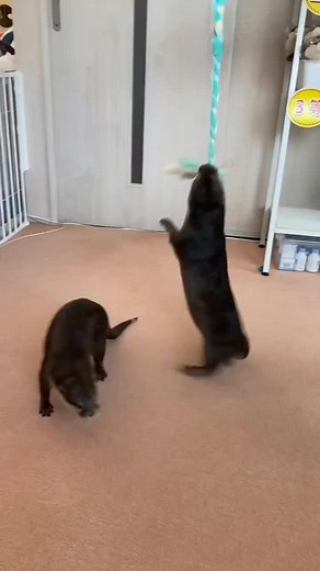 Playful Otters: Indoor Fun with a Hanging Toy