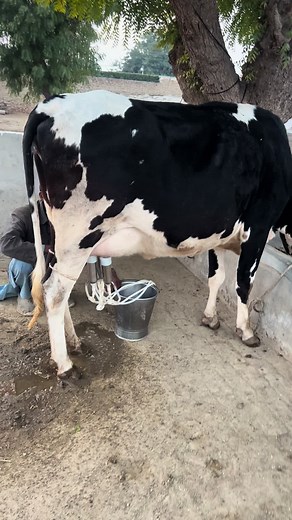 Smart Milking Solutions for Modern Dairy Farms