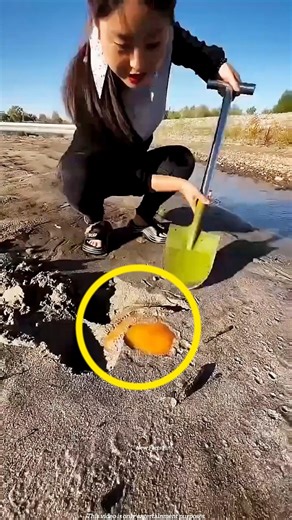 How did the yellow object that looked like a stone turn into a turtle? 😱 #shortvideo #shorts