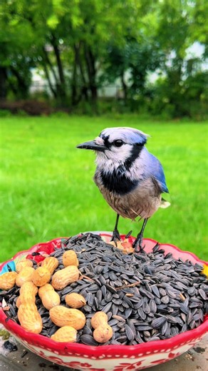 Blue Jay at the Feeder on a Rainy Day