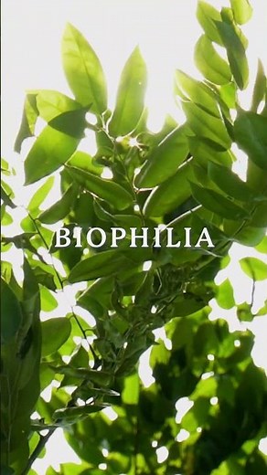 Embrace Biophilia: Connect with Nature for Enhanced Well-being