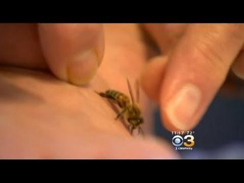 Health: Bee Sting Therapy Can Help Common Health Problems