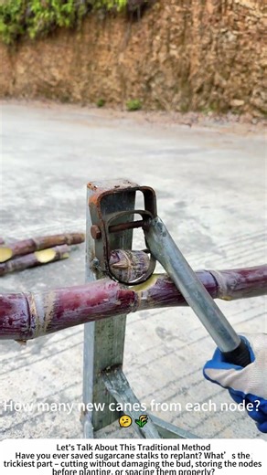 Sugarcane Propagation – Cutting Nodes with a Ring Cutter for New Plants 🎋