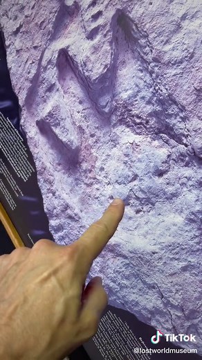 John Adolfi on TikTok