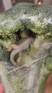 Leila Lowfire on Instagram