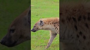 Are They Enemies or Rivals Bird vs Insect Wild Encounter