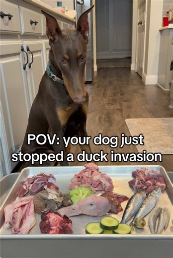 He saved the day honestly #dobermanpinscher #enrichmentfordogs #rawfeeding #dogasmr #rawdiet