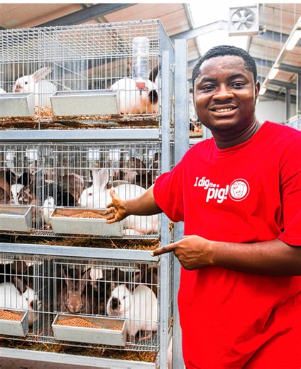 🐇✨ No local rabbits here — this farm breeds only exotic foreign rabbits! I just toured one of Ghana’s most unique rabbit farms, and the diversity is incredible. Watch the full exotic farm tour on YouTube: The Chartered Farmer - link on my bio👇 #iran #RabbitFarming #dubai #LivestockGhana #farmtour