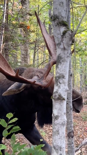 4.9M views · 32K reactions | This video shared with Maine's Total Coverage shows a man's very close encounter with a bull moose in Aroostook County, which ends with the moose charging at the man and knocking him to the ground. #moose #bullmoose #nature #wildlife #maine #northernmaine #aroostookcounty #newengland | WMTW-TV | Facebook