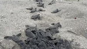WELCOME HOME! A batch of leatherback sea turtle hatchlings made their way to the ocean on June 4, shown by a video posted by Storyful from Florida Adventure Hunters. https://bit.ly/3NXr6nY | WFLA News Channel 8