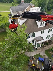 Tree Removal Services | Safe, Professional & Fast Hazard Tree Solutions