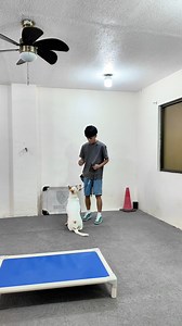 Patchie | With Bite History | Behavior Modification & Level 1 Obedience | Dog Trainer Cebu