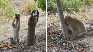 Drunken primates go bananas after raiding fisherman's beer stash in Thailand