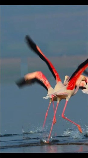 Greater Flamingoes | The walk, take off & flight #fyp #birds #viral #viralshorts