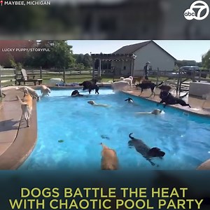 78K views · 2.6K reactions | DOG POOL PARTY: Pool playtime at a puppy daycare center in Michigan becomes even more essential during high temperatures, footage shared to YouTube shows. Center owner Brenda Langley posted video of the pooches beating the heat by diving in and out of the facility’s bone-shaped swimming pool. 領 | ABC7 | Facebook