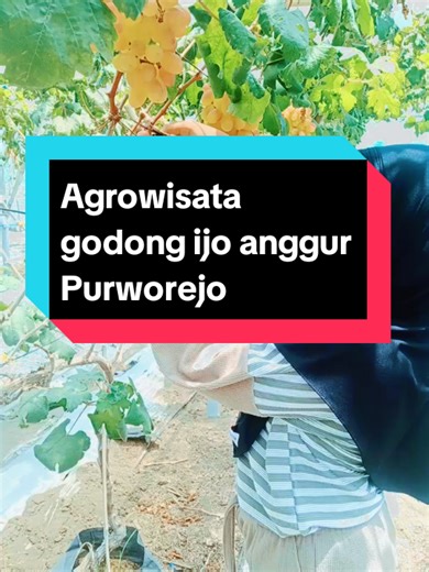 #anggur#transfiguration#fruits #fyp #Boloanggur