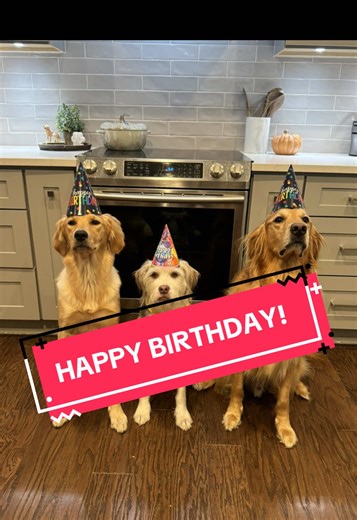 Archie's 7th Birthday Adventure Celebration