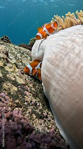 False Clown Anemonfish (Western Clownfish) - Amphiprion ocellaris, living in an anemone. Underwater world of Tulamben, Bali, Indonesia. 4k slow motion.