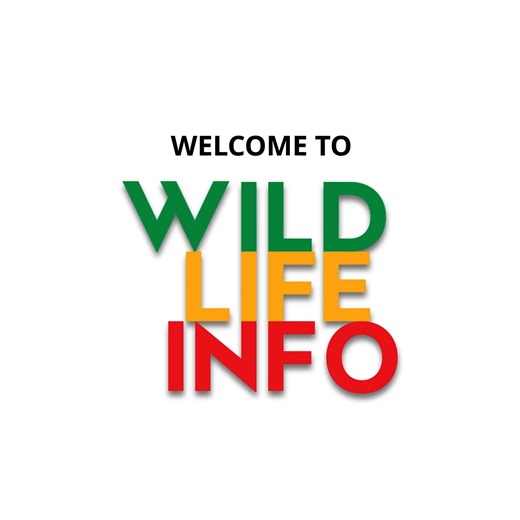 Learn about elephants and WIN! We’re happy to see you’re enjoying Wildlife Info – a WhatsApp tool that helps people in 🇿🇼 ZIMBABWE live peacefully ✌🏽 with wildlife. Our NEW ELEPHANT QUIZ is now live! ✅ Learn about elephants and how to live alongside them. 🎁 Stand a chance to win mobile data prizes every week! 👉 Then just click Enter our Giveaway and take the quiz. 👉 Or, if you have a specific challenge with a wild animal, click Help with Wildlife to get advice. 🌍 Remember, learning to liv