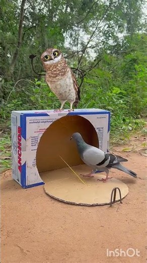 apt owl funny dancing because pigeon stuck box 👻👻👻 #funny #comedy #shorts ##fun