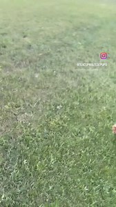 Maltipoo, not available | TeaCup Maltese Pups