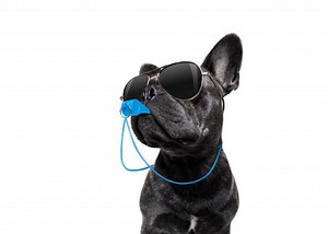 5 Reasons why Dogs are Good for Us