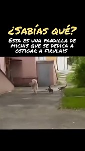 Luis Roberto Lazaro on Reels