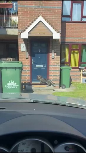 Handyman's Funny Cat Flap Installation Surprise