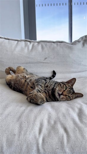 POV: When your cat finally gets the grand tour… including the pantry where the good stuff lives 🐾✨ #CatContent #CatOwner | Hill’s Pet Nutrition