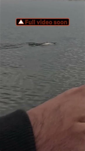 Surface Explosion in 20cm of Water 💥 INSANE Seabass Strike