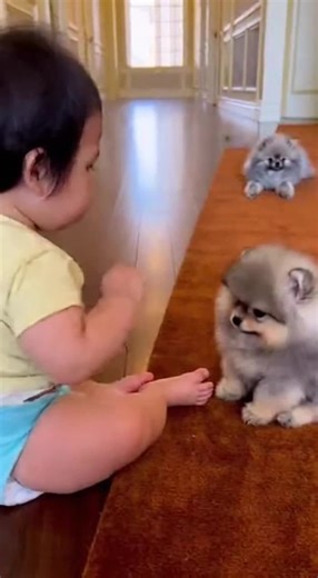 Mom Dog Doesn't Tolerate Any Trouble With Her Pup 😡🐶 #short #protectivemom #babyvspuppy #fyp